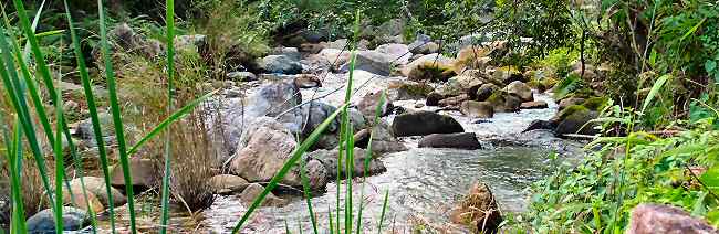Forest stream of Magoebaskloof Limpopo South Africa